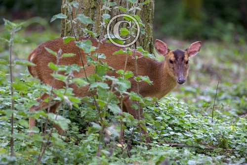 Muntjac 4
